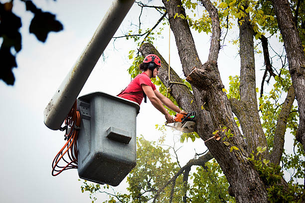 How Our Tree Care Process Works  in Logan, UT